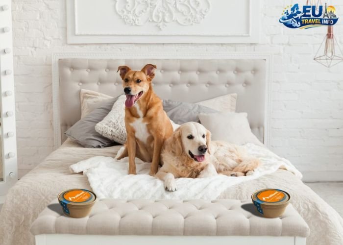 Pet-Friendly Hotels in Europe