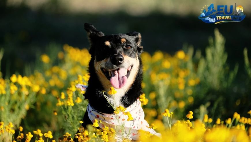 Pet Friendly Places in Armenia