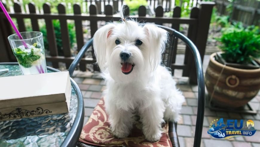 Pet Friendly Restaurants in Nicosia