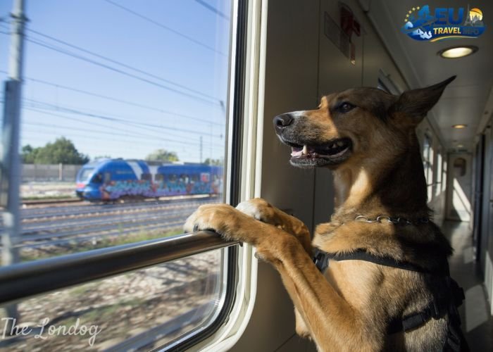 Pet-Friendly Trains Across Europe