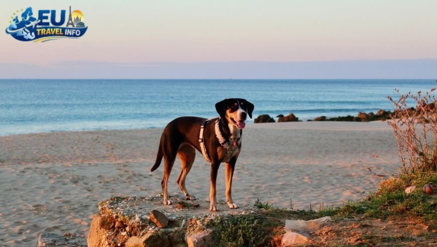 Pet Friendly Travel in Faro (Algarve), Portugal