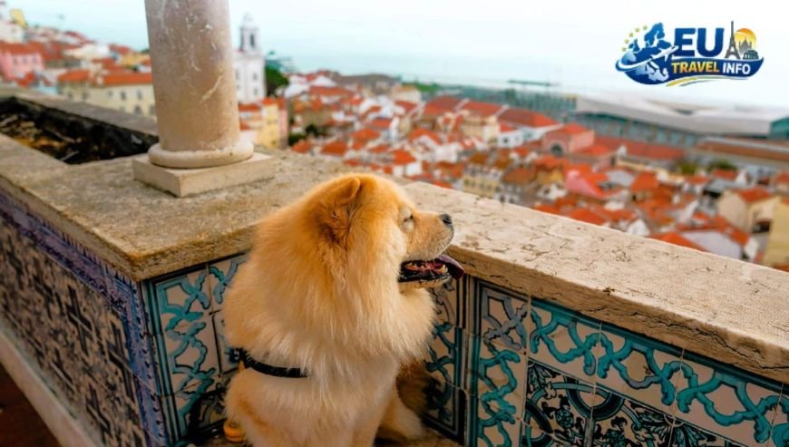 Pet Friendly Travel in Lisbon, Portugal