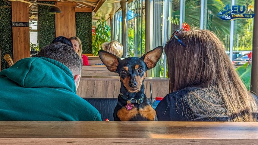 Pet Friendly Travel in Ohrid, North Macedonia