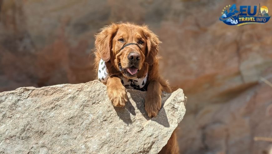 Pet Friendly Travel in Poznan, Poland