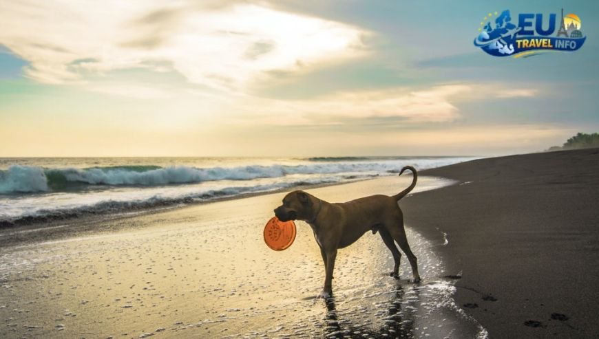 Pet Friendly Travel in Sintra, Portugal