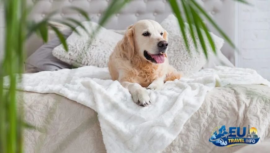 Pet Friendly Travel in Skopje, North Macedonia