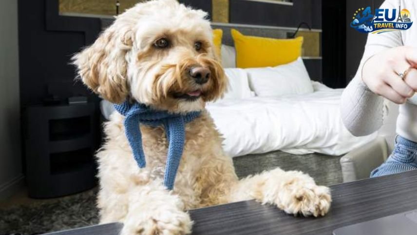 Pet Friendly Travel in Stavanger, Norway