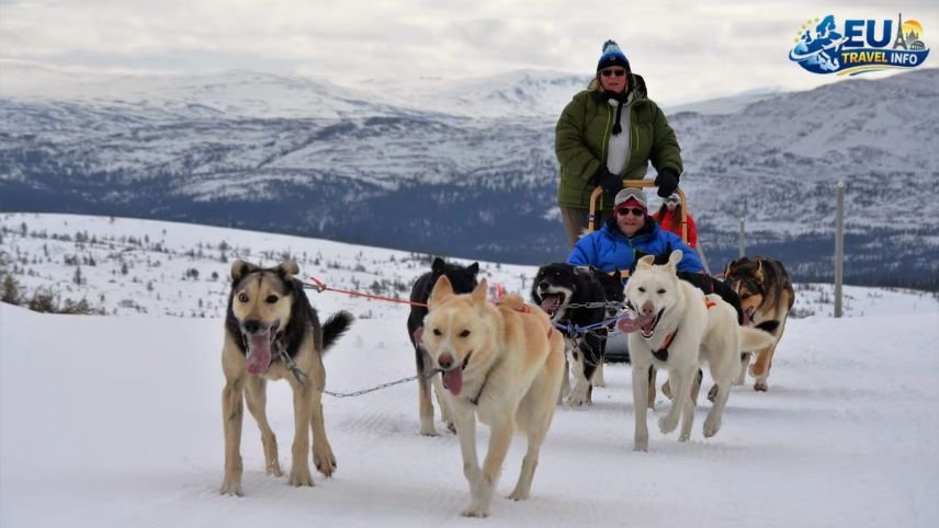 Pet Friendly Travel in Trondheim, Norway