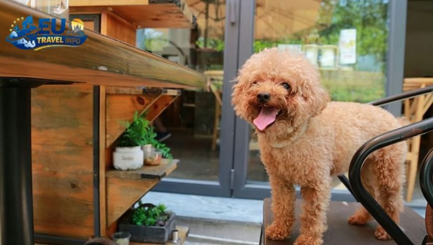 Pet Friendly Travel in Wroclaw, Poland