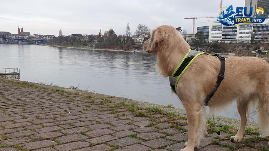 Pet Friendly Vacation in Basel, Switzerland