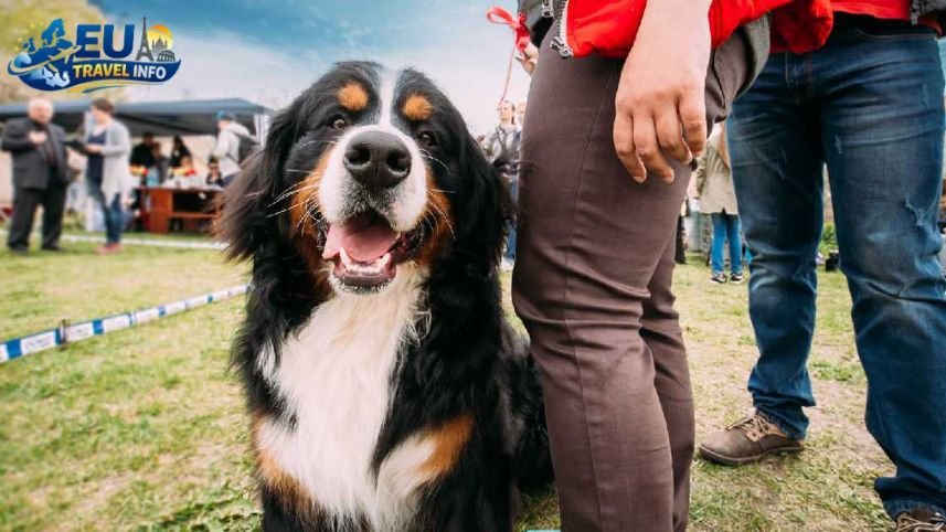 Pet Friendly Vacation in Bern, Switzerland