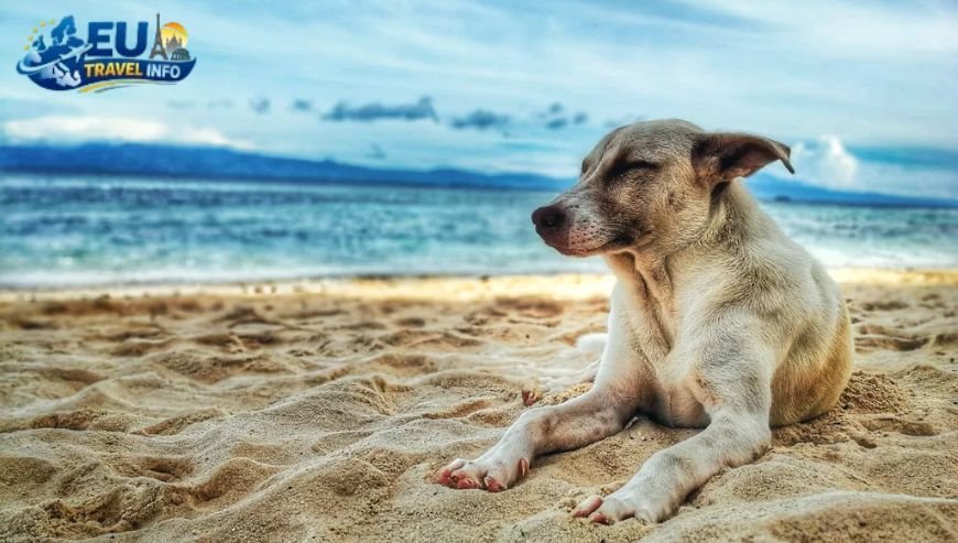 Pet Friendly Vacation in Bilbao, Spain