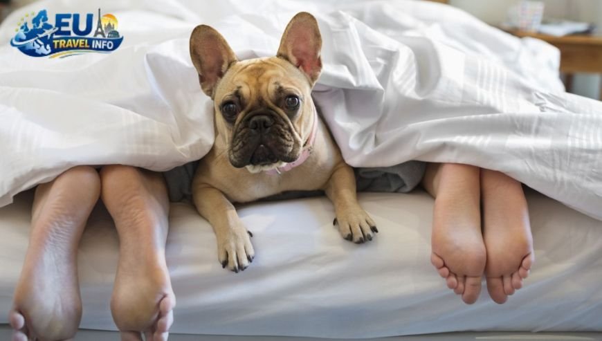 Pet Friendly Vacation in Borgo Maggiore, San Marino