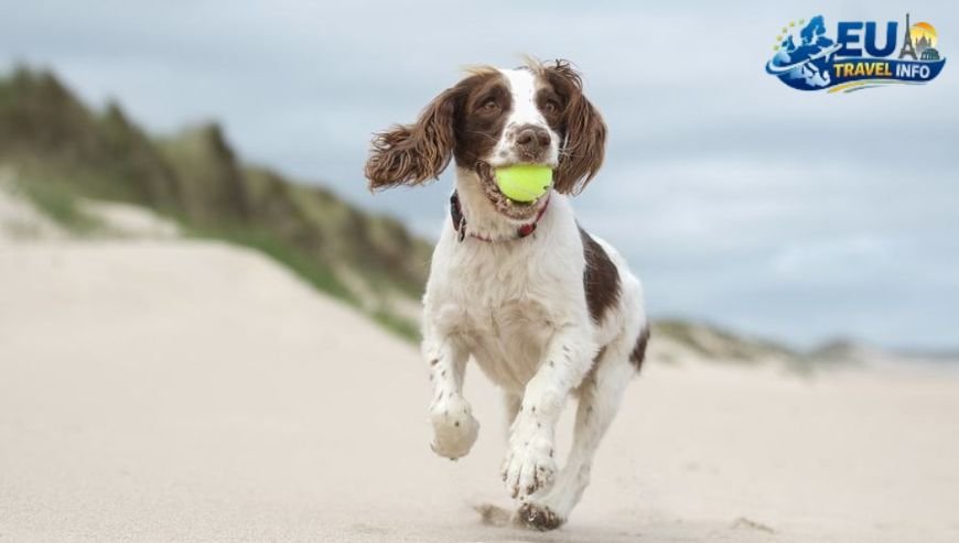 Pet Friendly Vacation in Malmö, Sweden