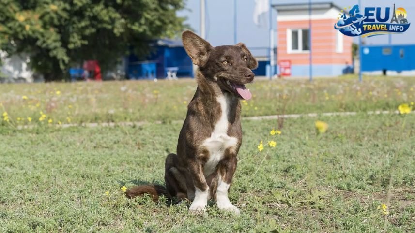 Pet Friendly Vacation in Odesa, Ukraine