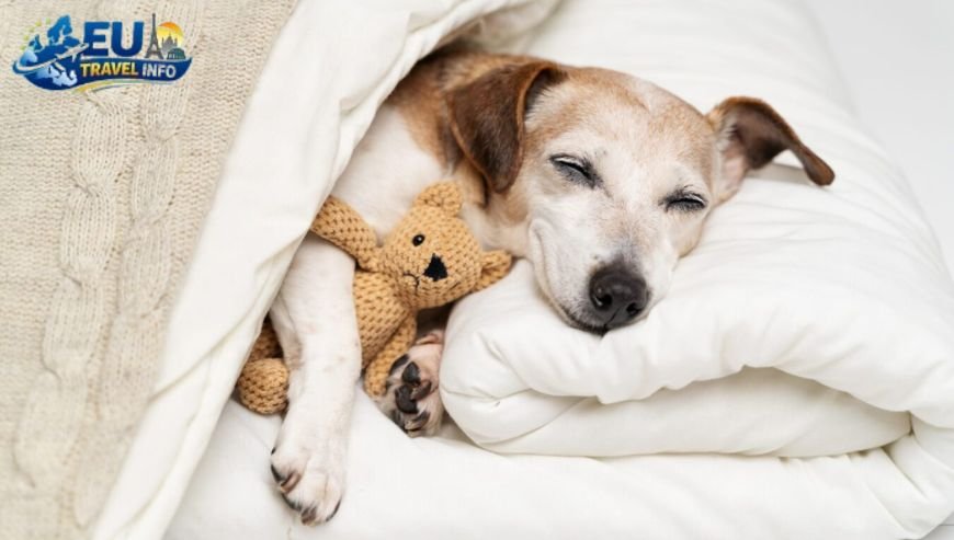 Pet Friendly Vacation in Serravalle, San Marino