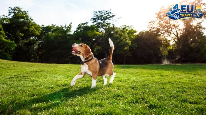 Pet Friendly Vacation in Zlatibor, Serbia