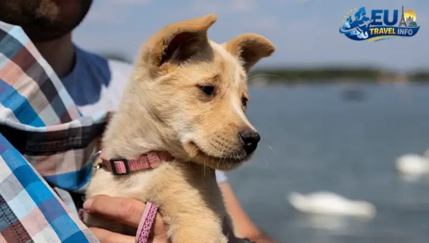 Pet Travel Local Laws and Etiquette in Aalborg