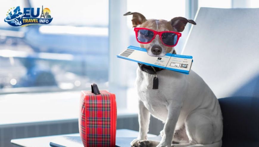 Pet Travel Local Laws and Etiquette in Blåvand