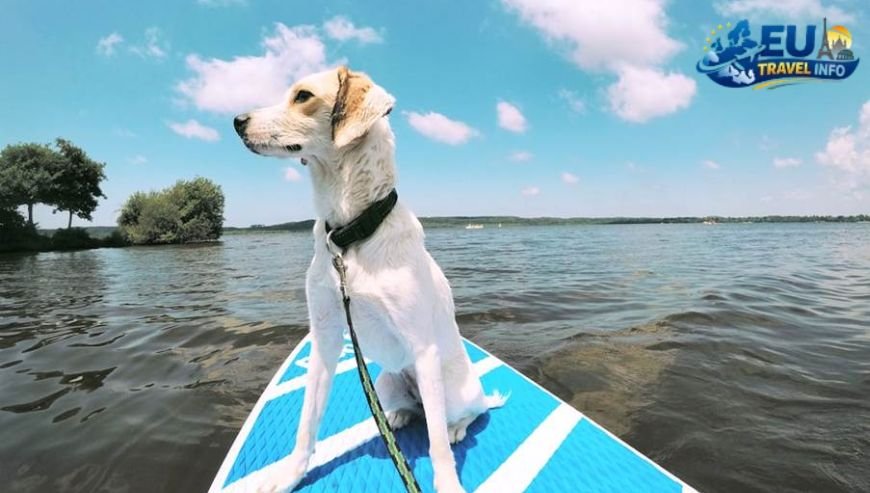 Pet Travel Local Laws and Etiquette in Bordeaux