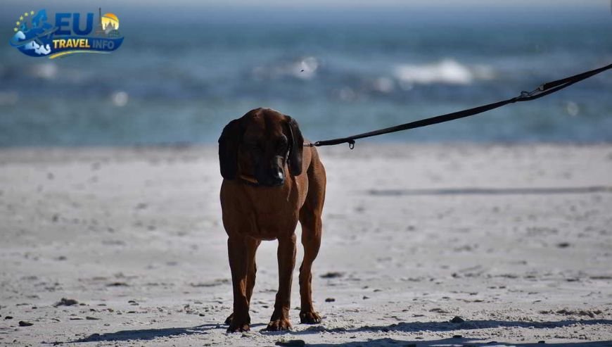 Pet Travel Local Laws and Etiquette in Bornholm