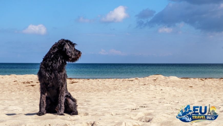 Pet Travel Local Laws and Etiquette in Boulogne-Billancourt
