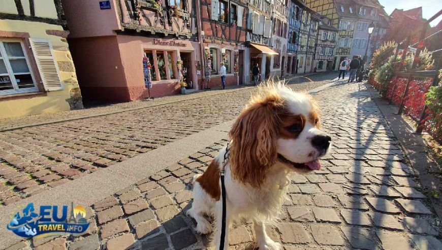 Pet Travel Local Laws and Etiquette in Colmar