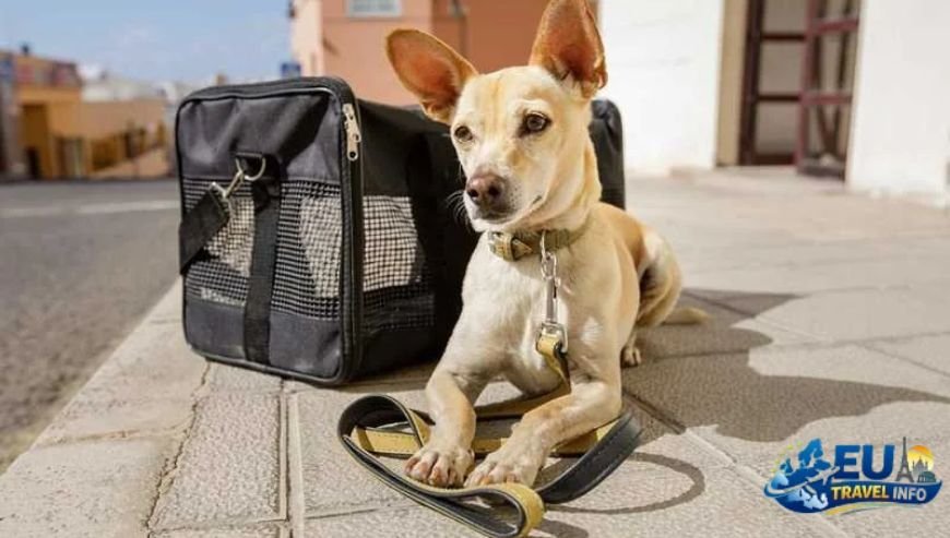 Pet Travel Local Laws and Etiquette in Funen