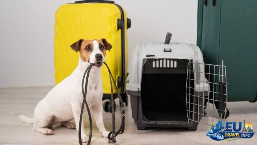 Pet Travel Local Laws and Etiquette in Lille