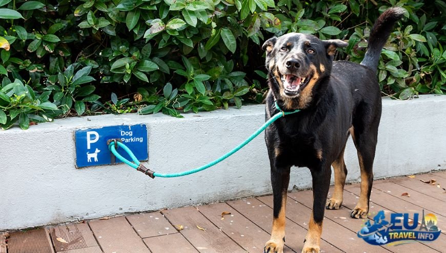 Pet Travel Local Laws and Etiquette in Nice