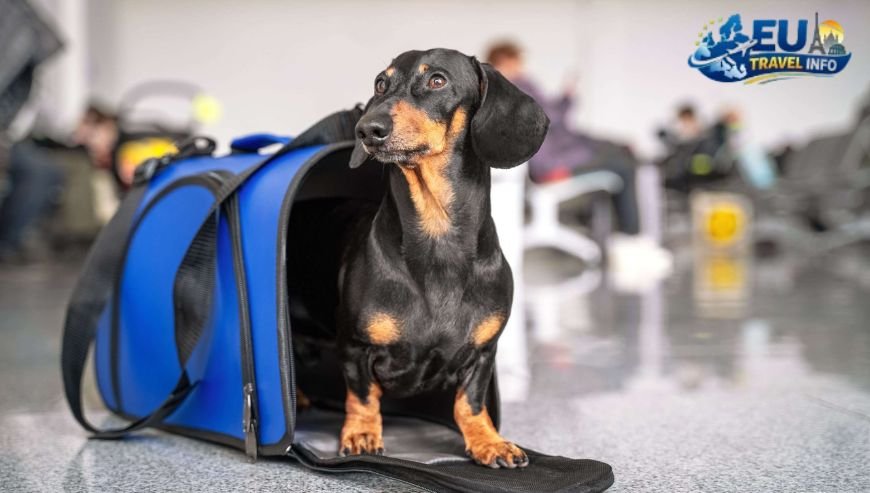 Pet Travel Local Laws and Etiquette in Odense
