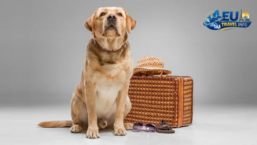 Pet Travel Local Laws and Etiquette in Pärnu