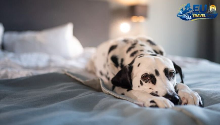 Pet Travel Local Laws and Etiquette in Rauma