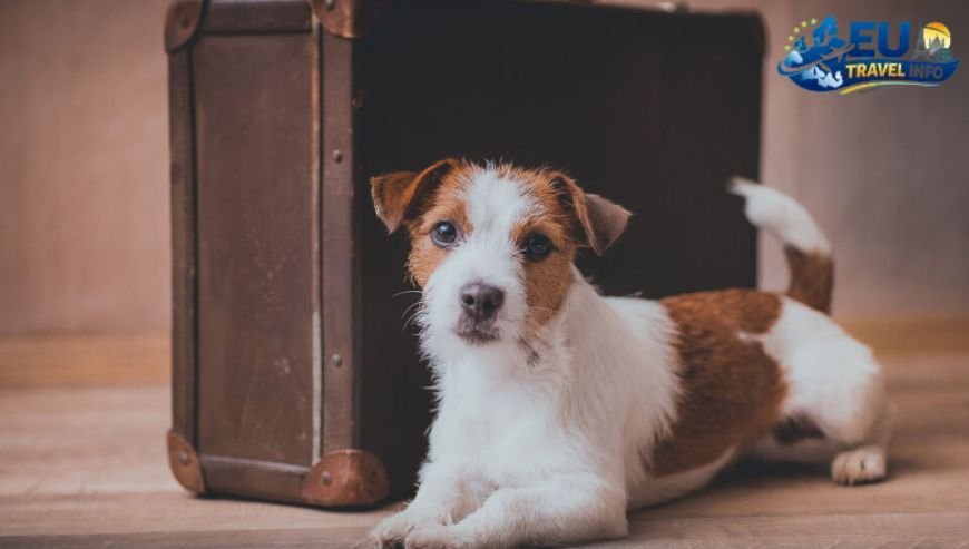 Pet Travel Local Laws and Etiquette in Reims