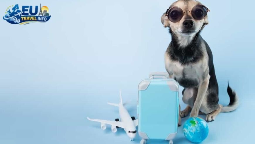 Pet Travel Local Laws and Etiquette in Rømø