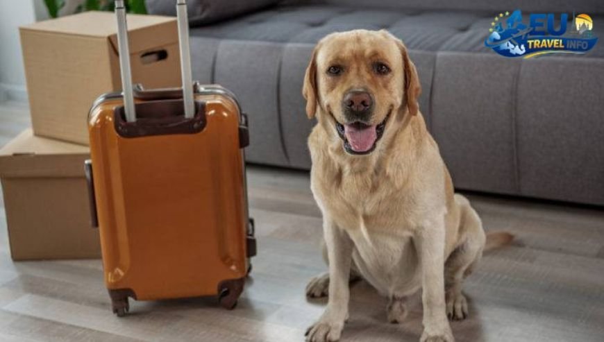 Pet Travel Local Laws and Etiquette in Søndervig