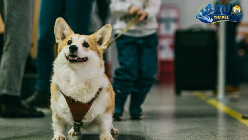 Pet Travel Local Laws and Etiquette in Tallinn