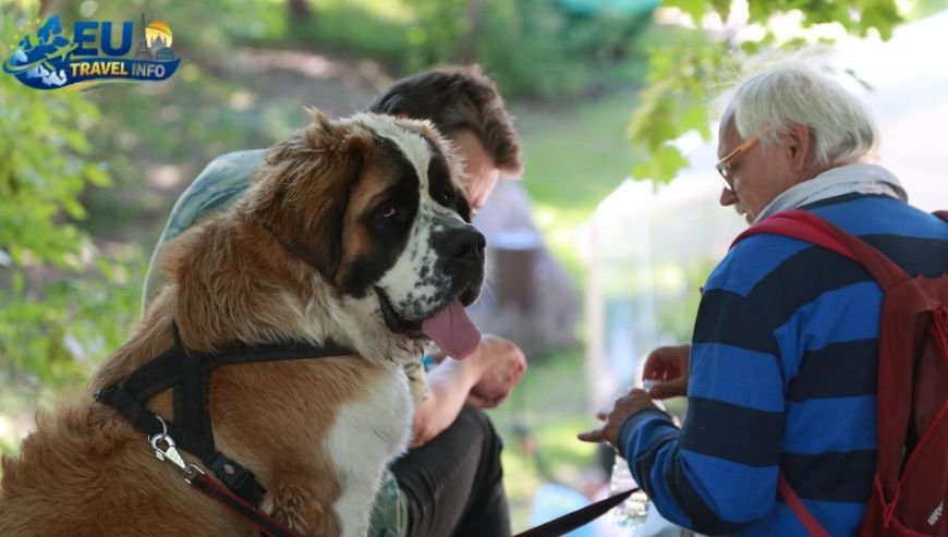 Pet Travel Local Laws and Etiquette in Tartu