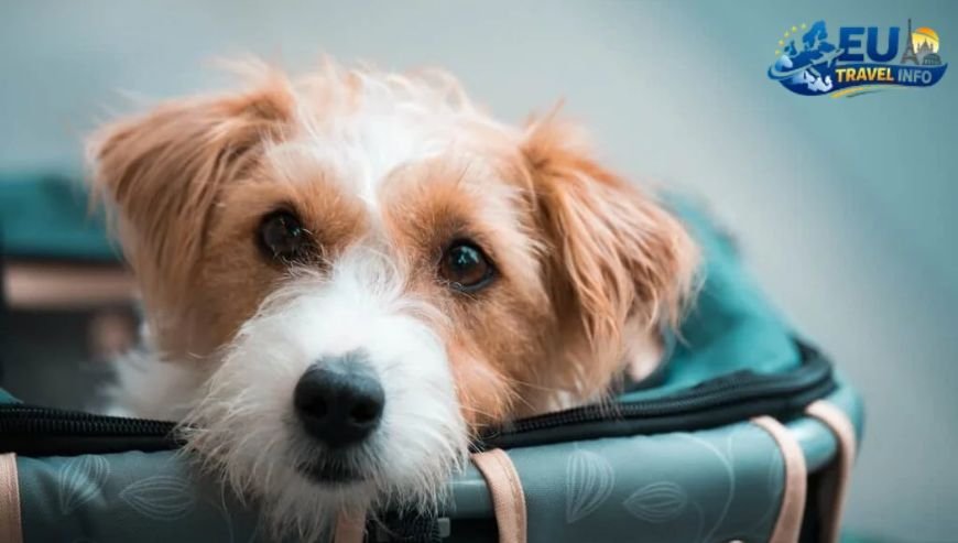 Pet Travel Local Laws and Etiquette in Turku