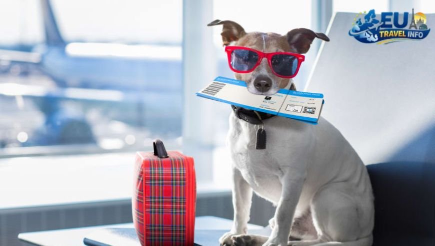 Pet Travel Local Laws and Etiquette in Voru