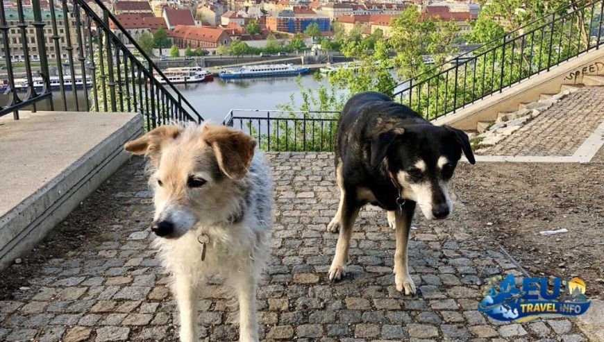 Pet friendly holidays in the Czech Republic (1)
