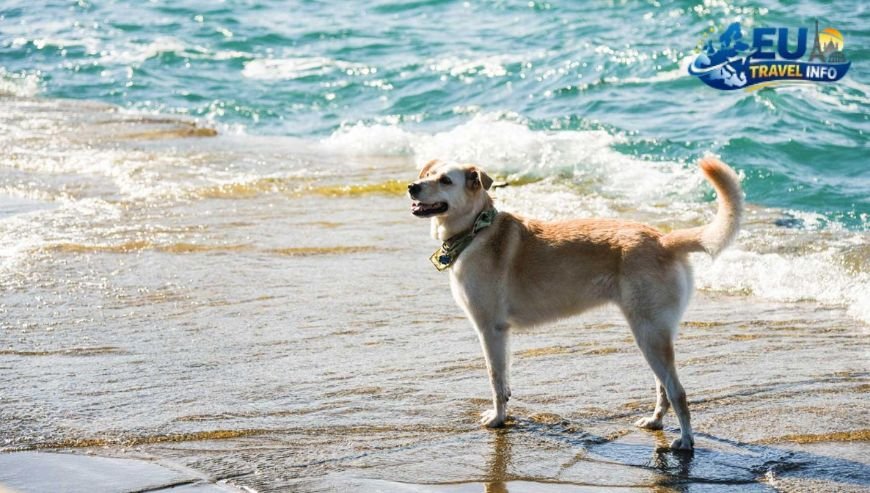 Plage de la Salie Sud, France dog