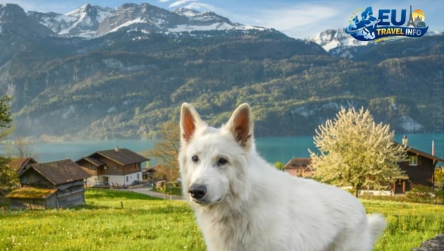 Planning Dog Friendly Holidays in Switzerland