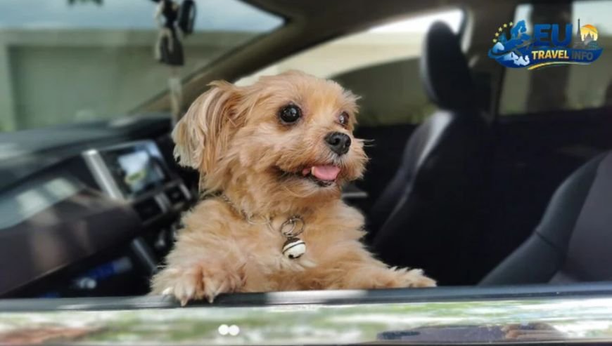 Planning Pet Friendly Travel