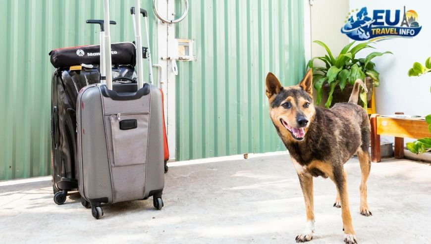 Planning Your Arrival and Entry Rules dog
