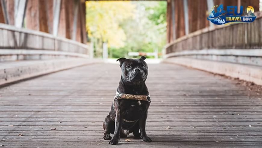 Planning Your Big Trip to Germany dog