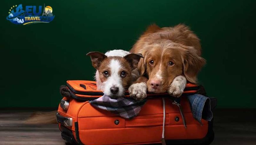 Planning Your Pet Adventure Documentation and Rules