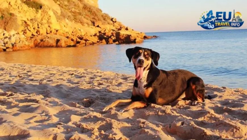 Planning Your Trip to Portugal dog