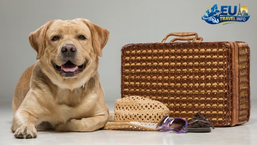 Planning a Pet Friendly Road Trip in Italy