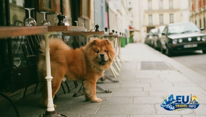 Planning dog friendly holidays in france from uk